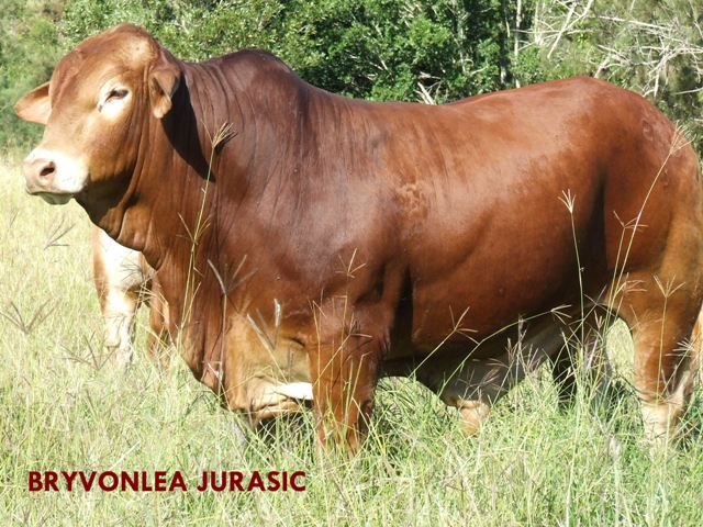 Bryvonlea Jurasic